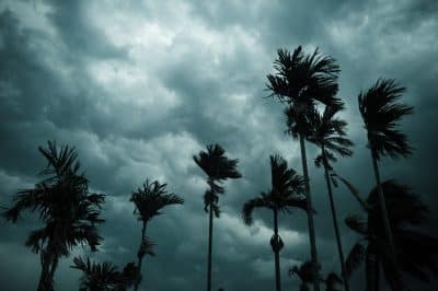 As The Storm Approaches The Sky Darkens And Wind Speeds Pick Up As They Gust Through Palm Trees.